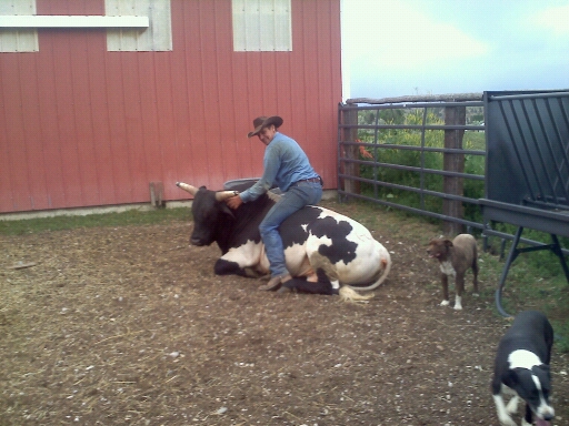 curt rides cow 2